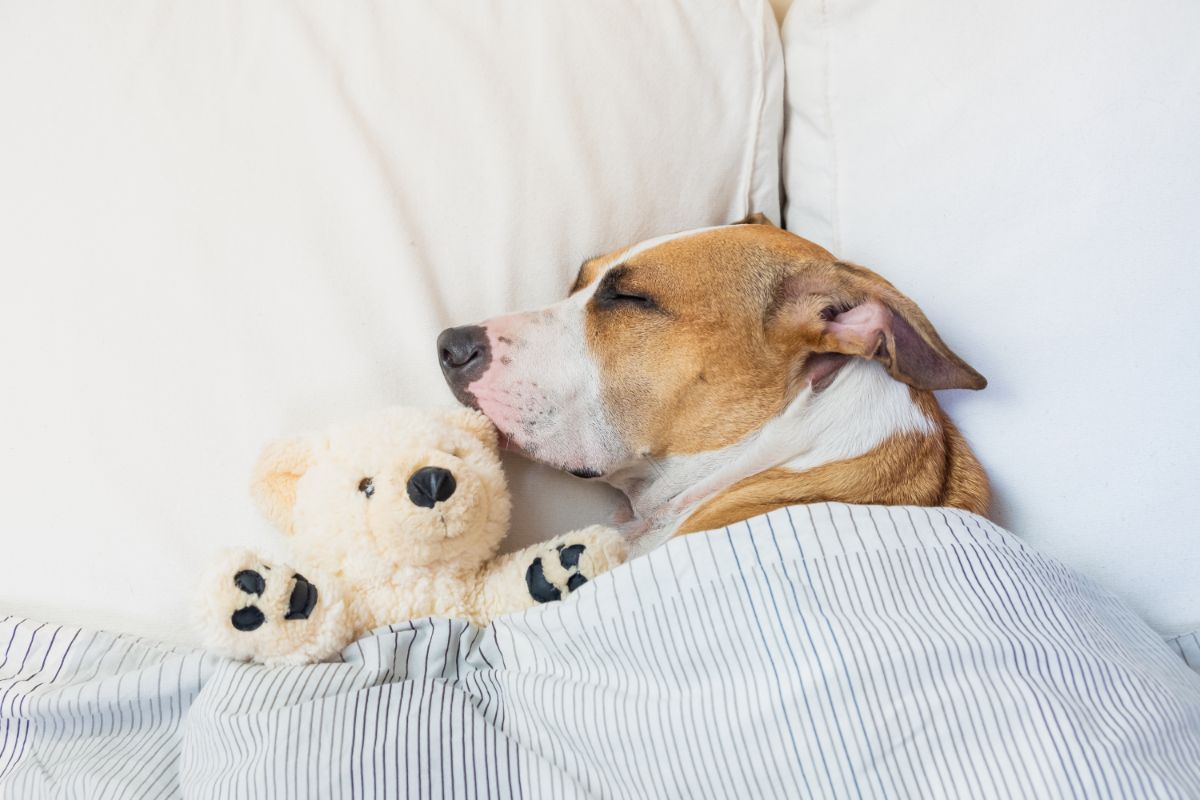 6 posições para dormir de cachorro e o significado por trás delas