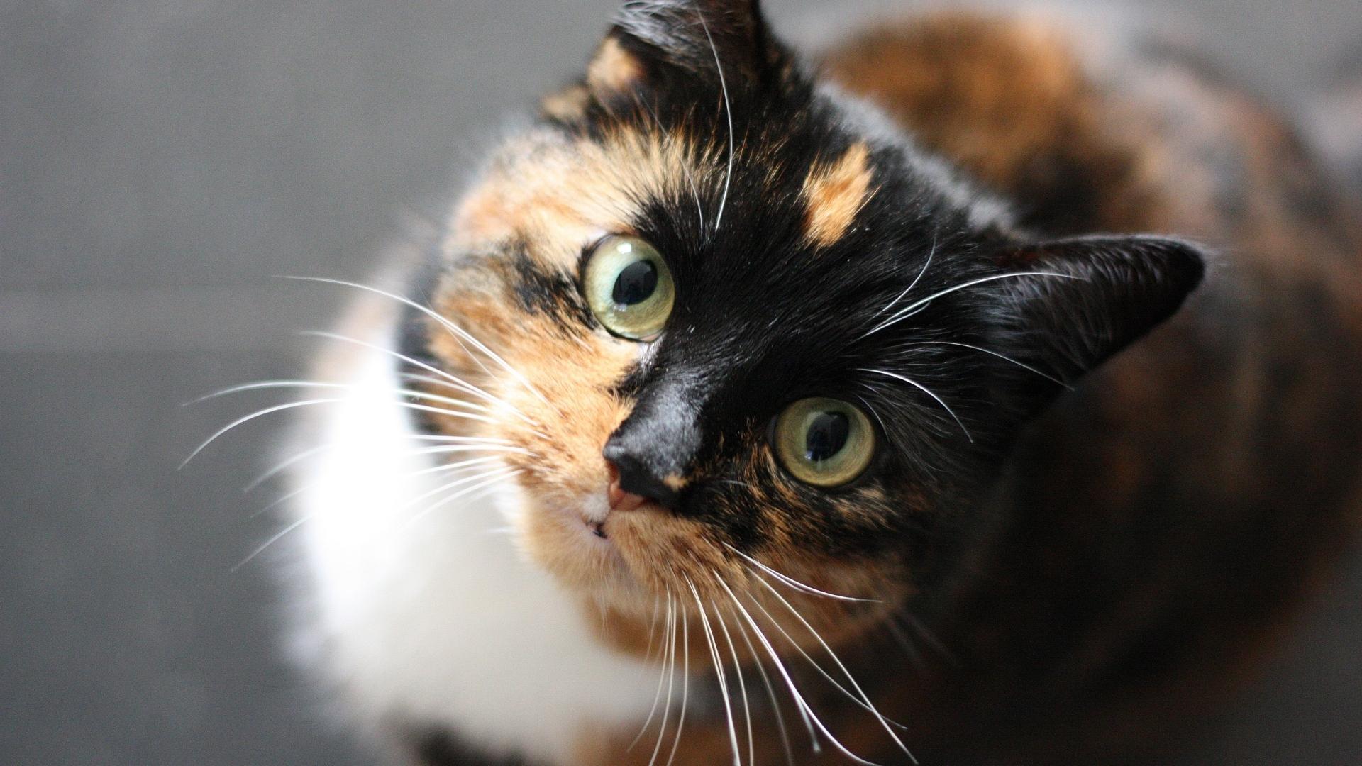 Mais de 40 nomes para gatos criativos e divertidos, inspirados em comidas e bebidas