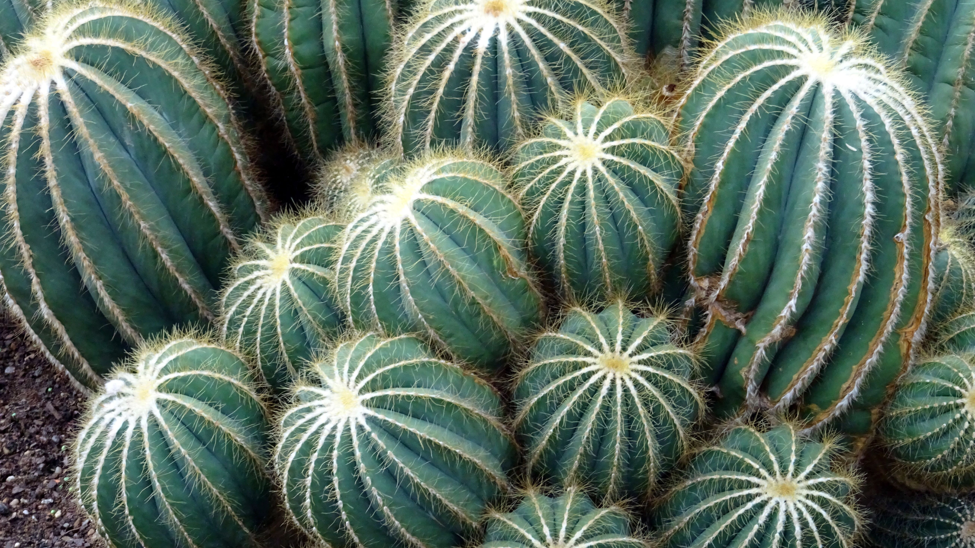 AFASTE essas plantas de sua casa se não quiser ter azar