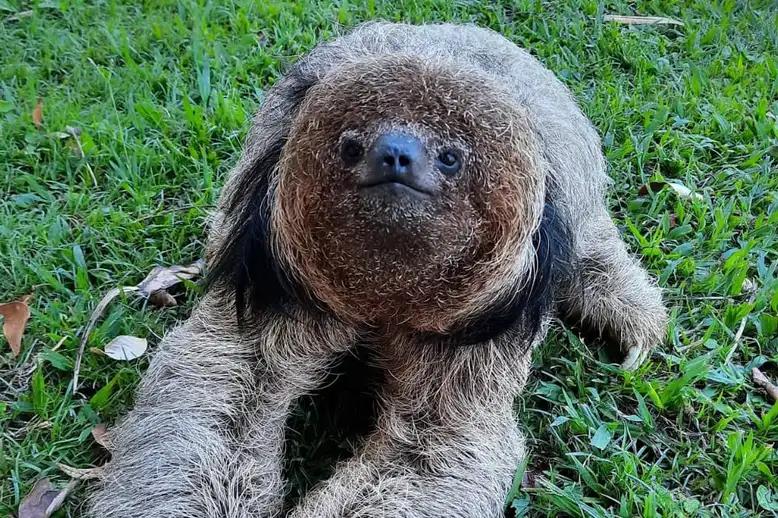 Espécie de preguiça é descoberta no Brasil; sua cabeça chama atenção