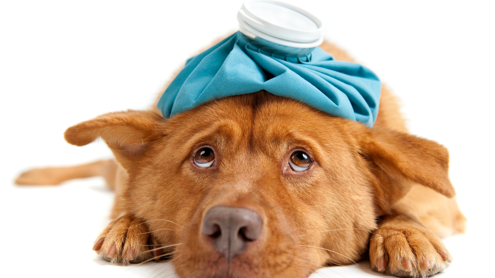 Saiba quais os 3 sinais mais comuns de que seu cachorro não está bem