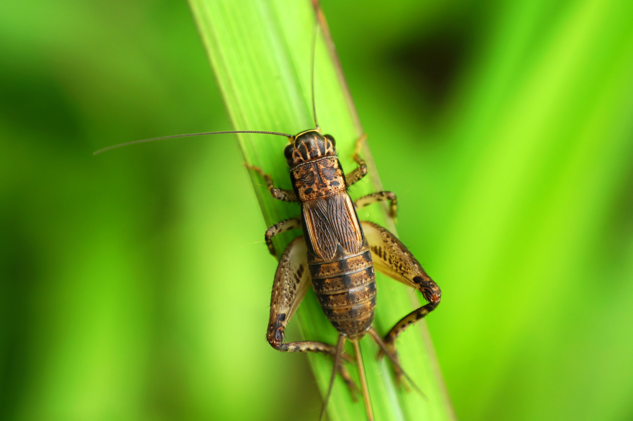 Alterações no clima podem causar estrago na vida dos insetos; entenda por quê