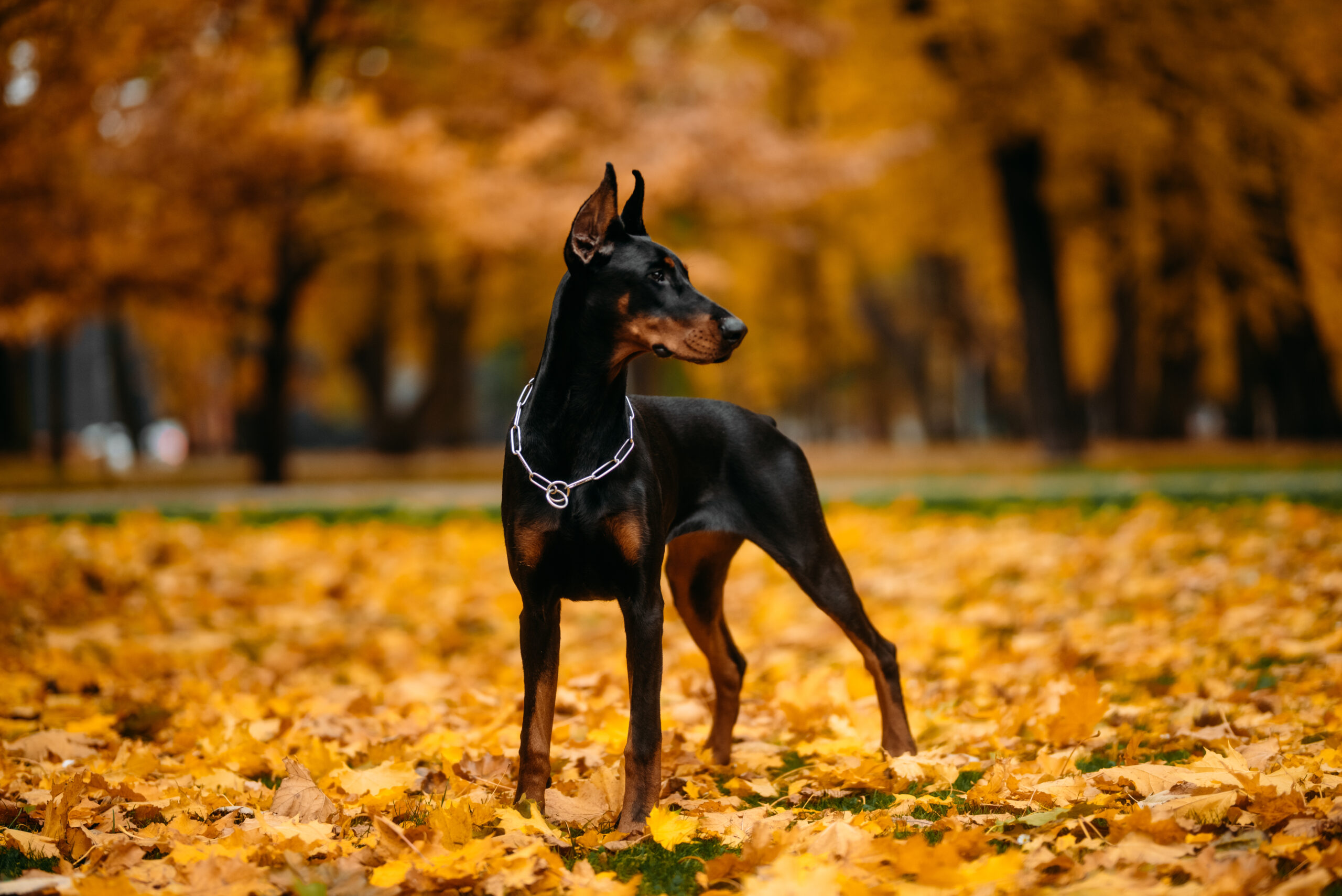 Protetores: veja 5 raças de cães que vão cuidar da casa na sua ausência