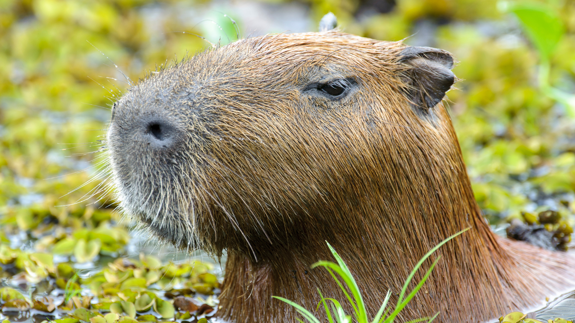 6 animais selvagens que interagem bem com seres humanos