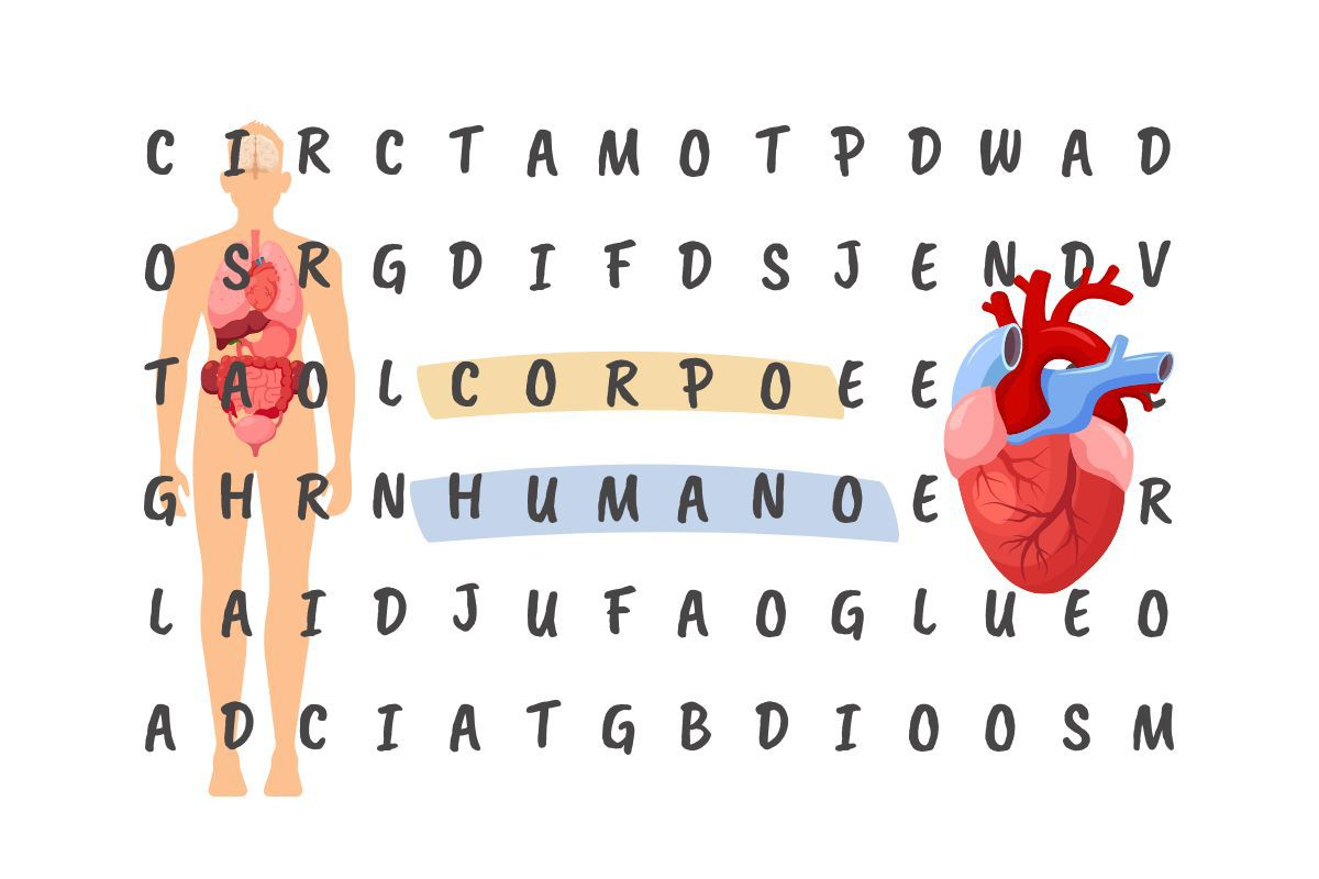 Partes Do Corpo Humano - Imprimir Caça Palavras, PDF, Órgão (anatomia)