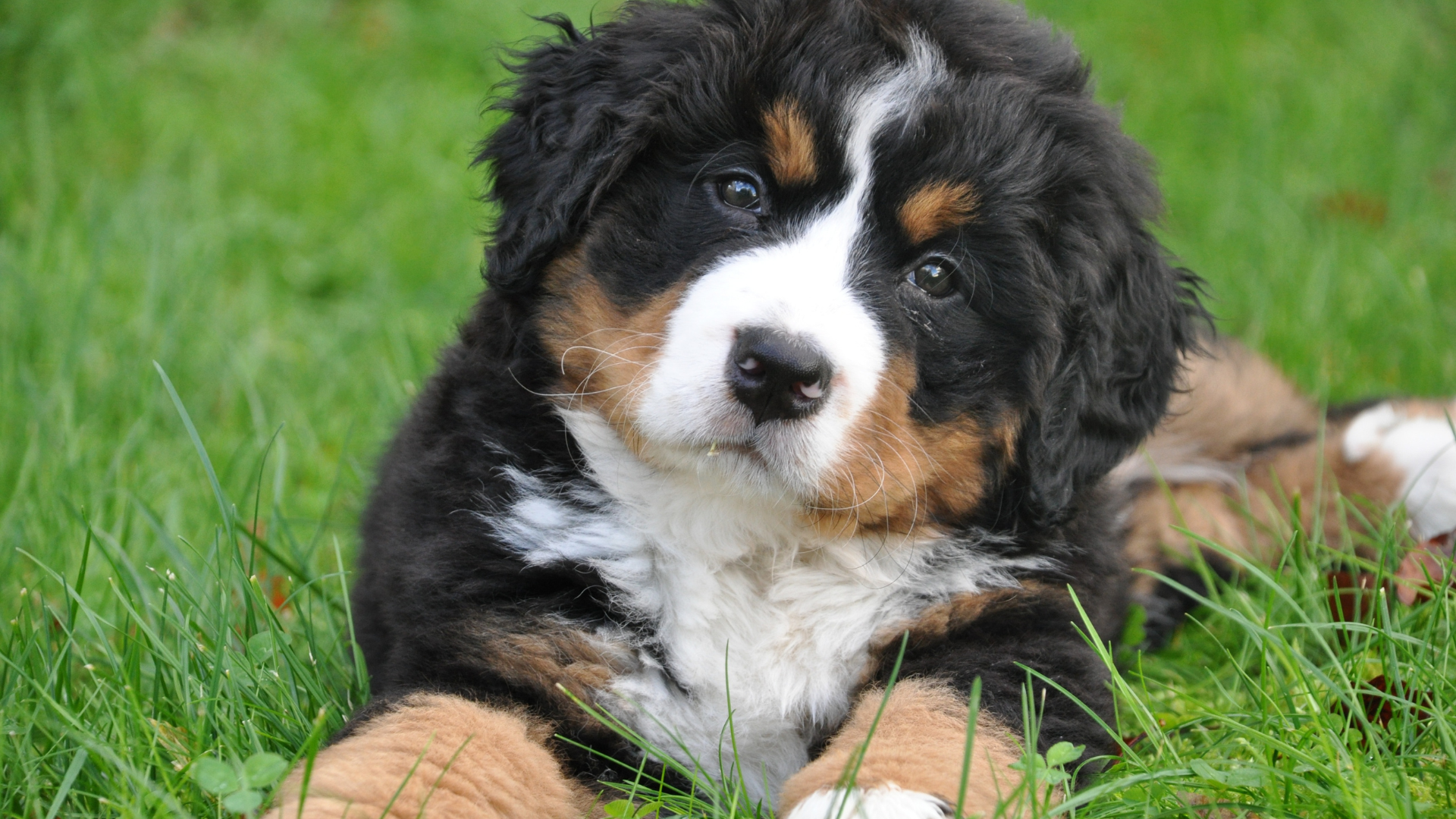 Buscando nomes de cachorro com F? Veja 20 inspirações de nomes criativos
