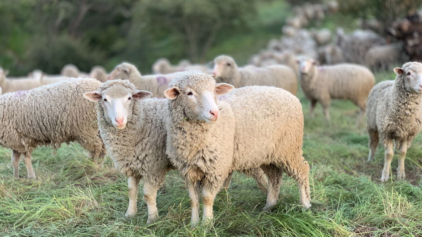 Inacreditável: ovelhas são flagradas andando em círculos por 12 dias na China