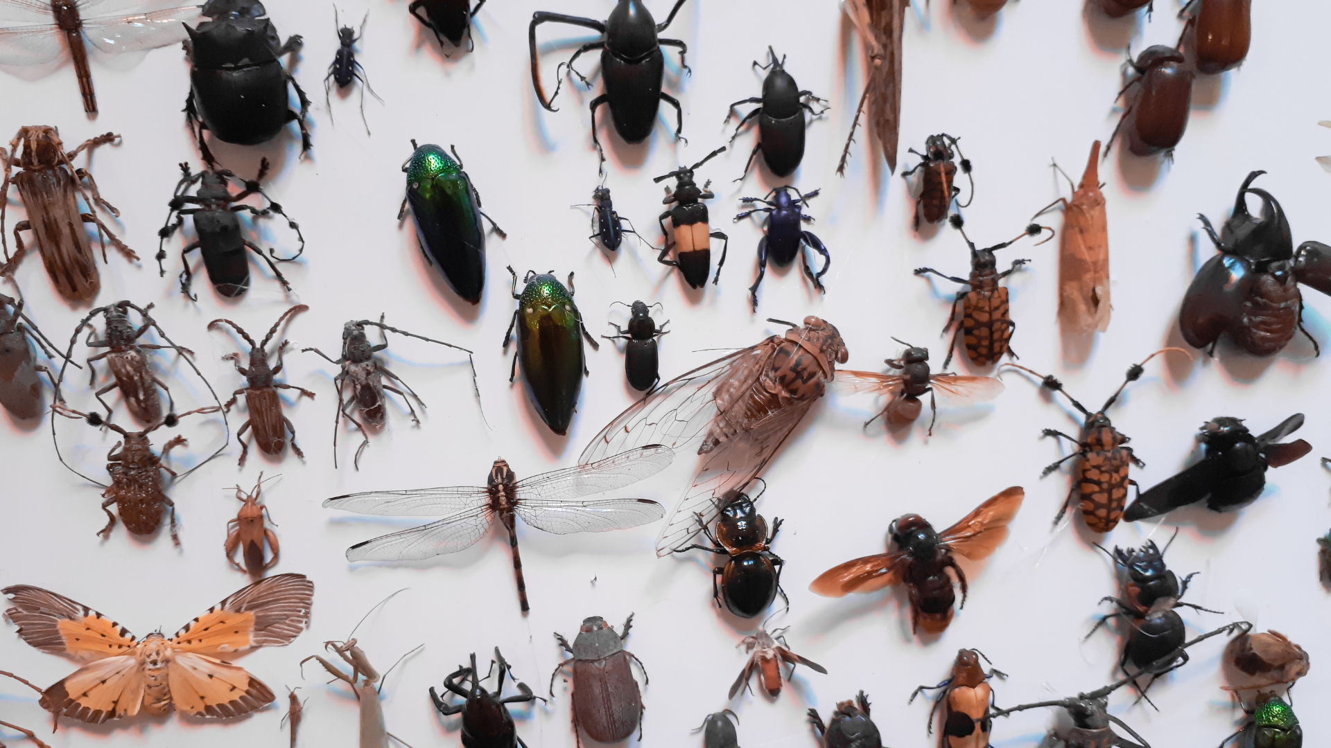 Rosto de insetos vistos pelas lentes do microscópio