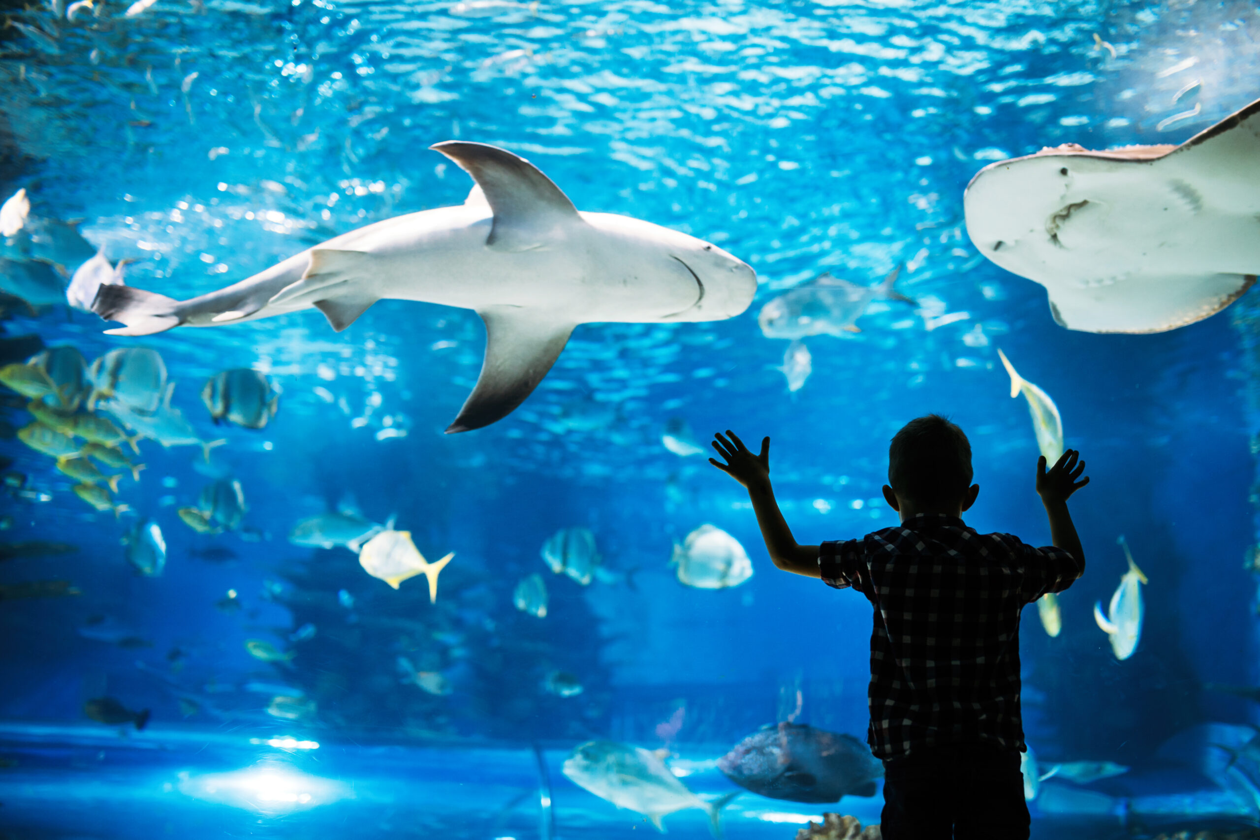 Você sabia que o maior aquário de água doce fica no Brasil?