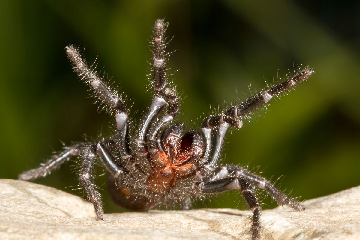 As 4 aranhas mais MORTAIS do mundo