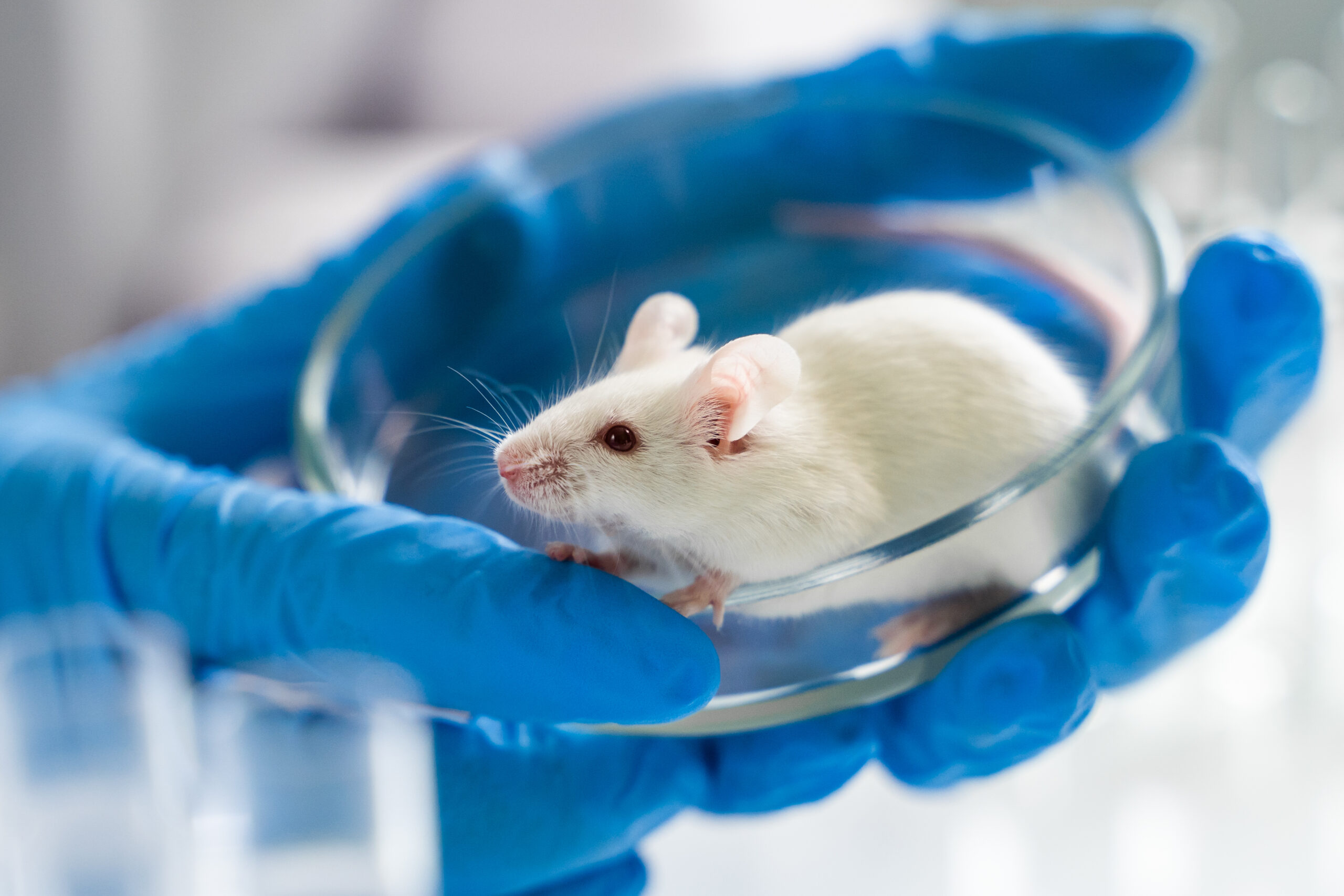 Ratos surgem como esperança para a perda do cromossomo Y dos homens