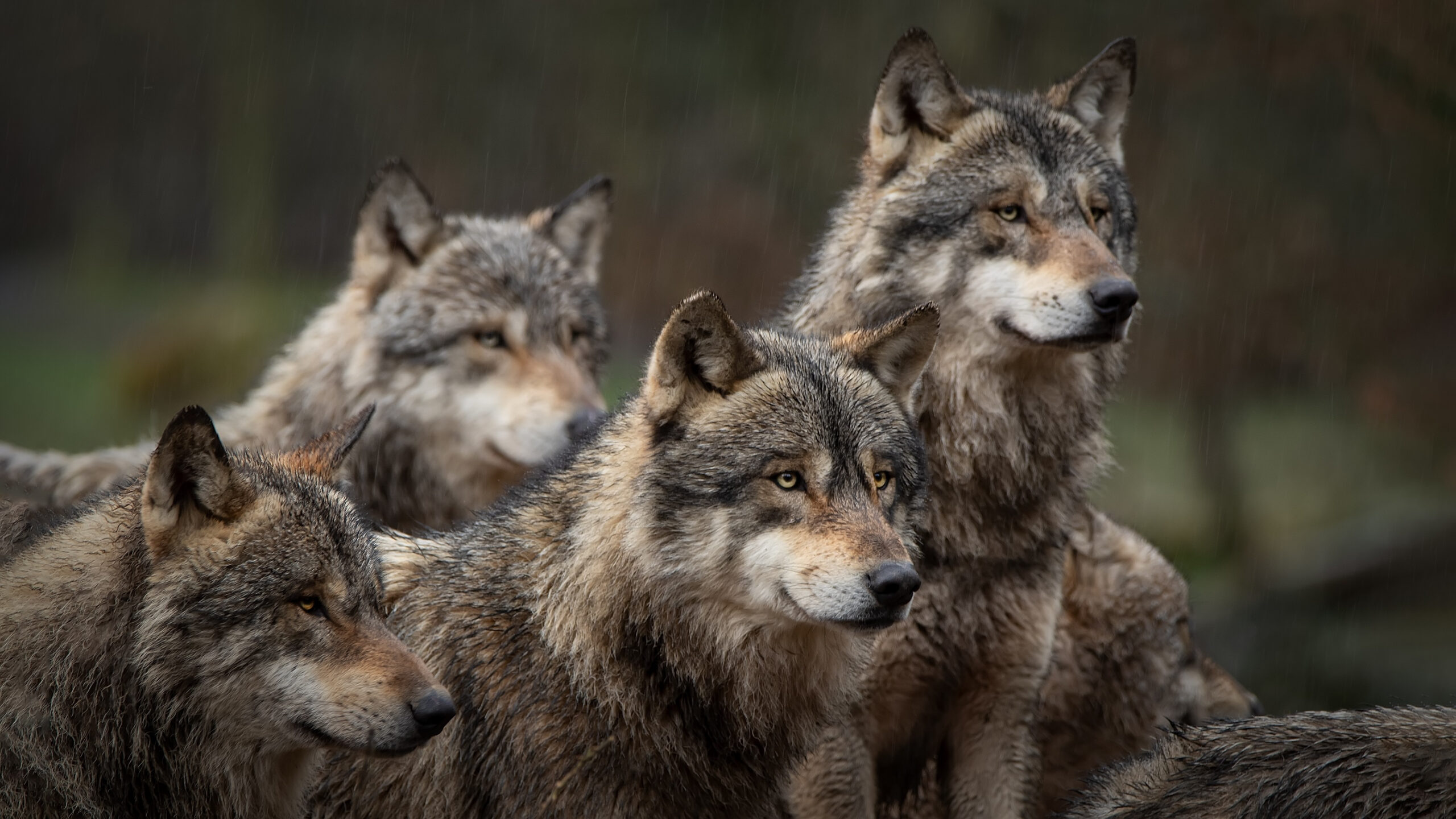 Parasita consegue controlar a mente de lobos e torná-los líderes