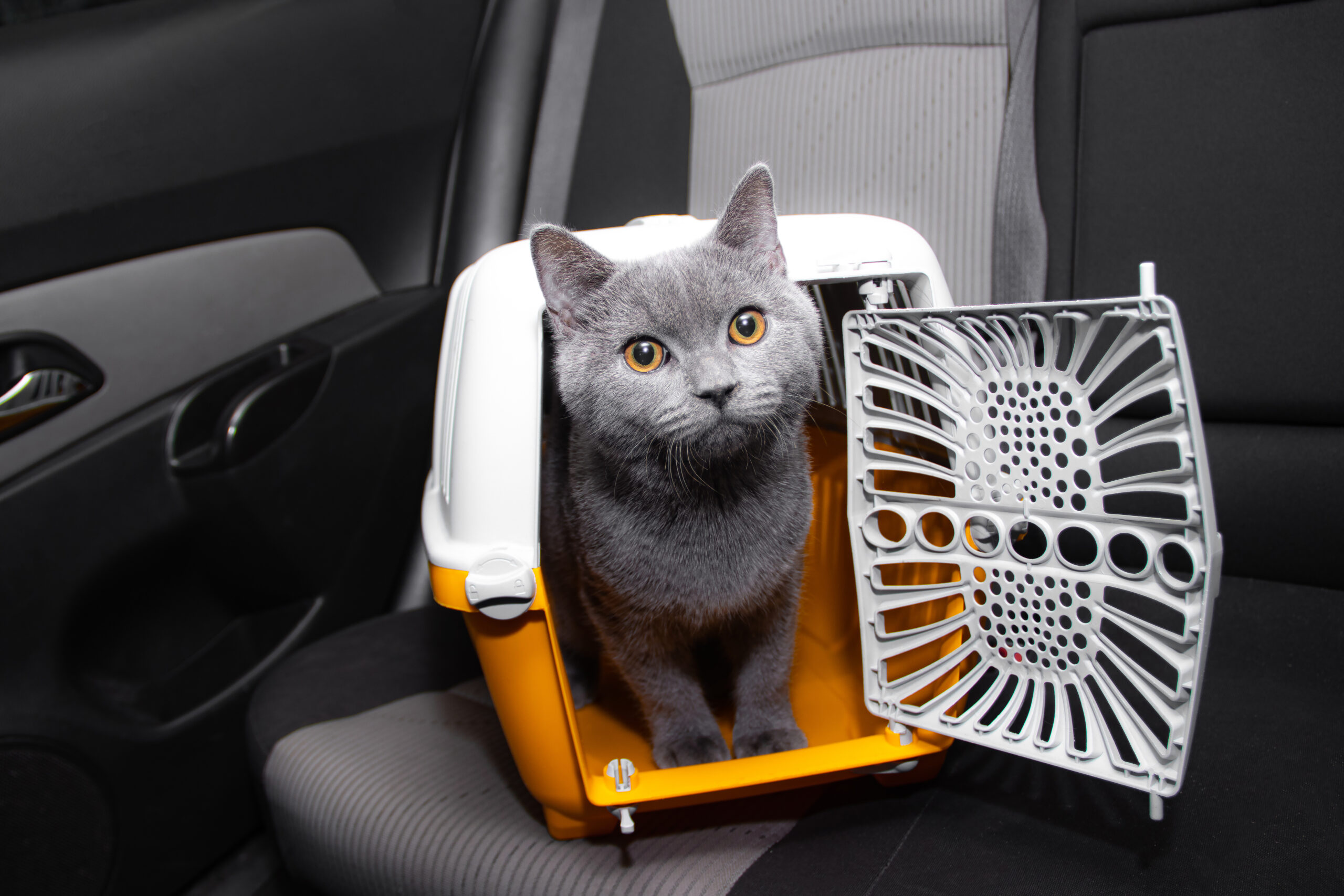 Animal não é bagagem: saiba como transportar o seu pet com segurança