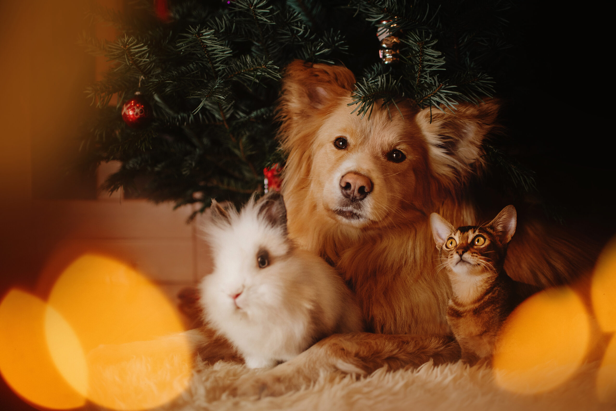 Cães e gatos correm risco? Nova doença silenciosa preocupa especialistas