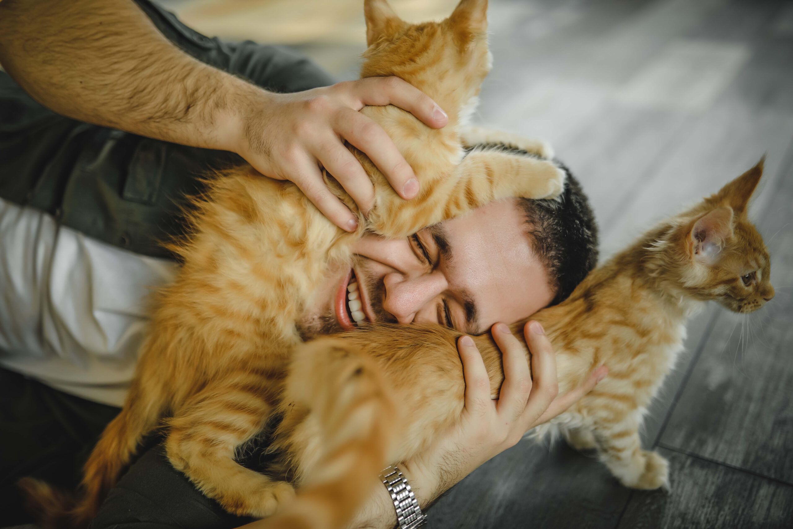 Afinal, os gatos podem mesmo ser afetuosos com seus donos?