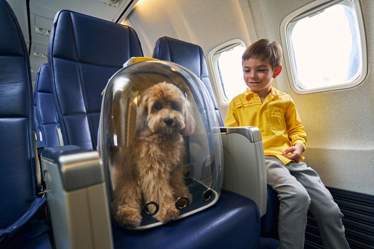 dogs travel airplanes