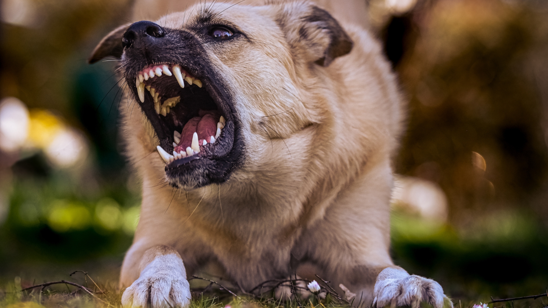Existem vários motivos pelos quais os cachorros podem ficar agressivos, inclusive o próprio dono