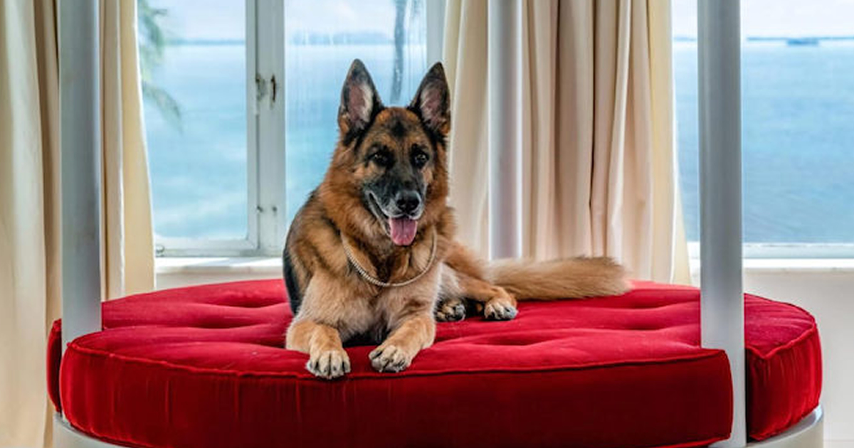 O cão mais rico do mundo já comprou antiga mansão de Madonna