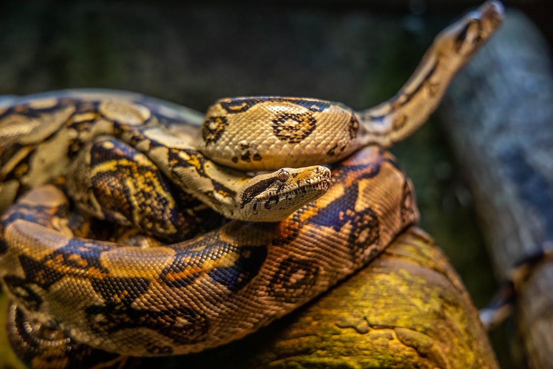 Cobra-tigre: espécie mostrou evolução surpreendente em apenas um século
