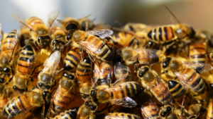 Infecção por ácaros em abelhas.