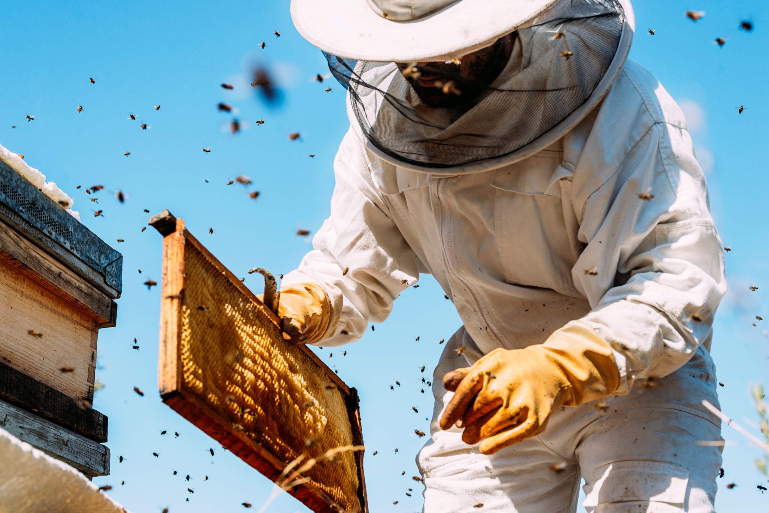 Pequena quantidade de ácaro pode infectar muitas abelhas, aponta estudo