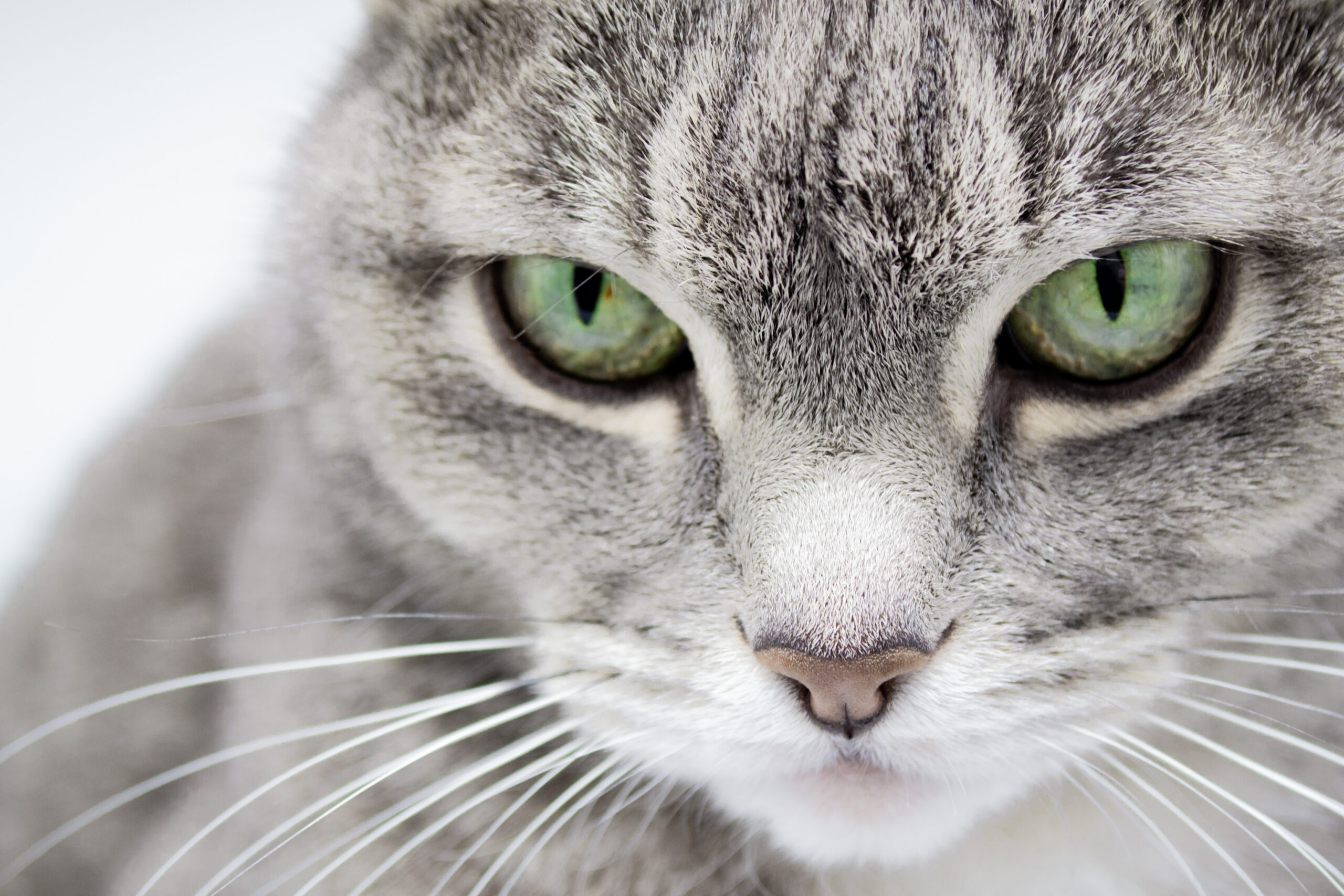 Mitos ou verdade: gatos não veem cores e enxergam tudo em preto e branco? 