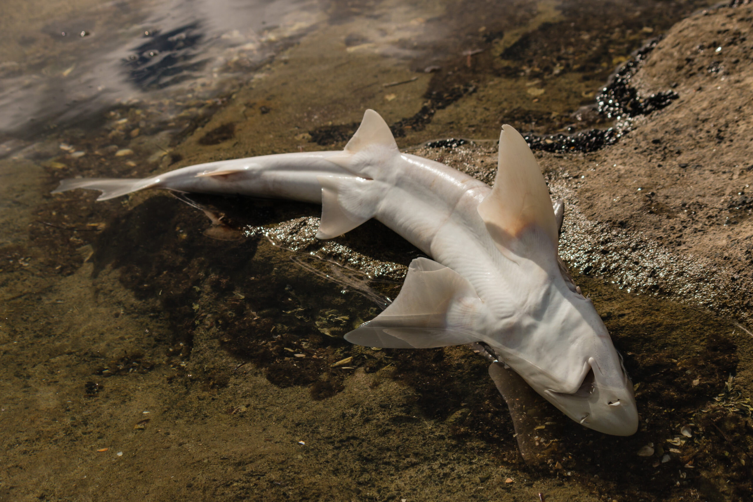 Fósseis de tubarão de mais de 300 milhões de anos são encontradas no Kentucky