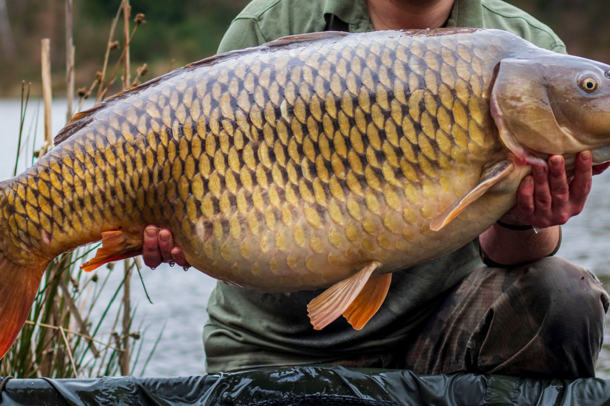 Carp live in the freezer after being held for 48 hours