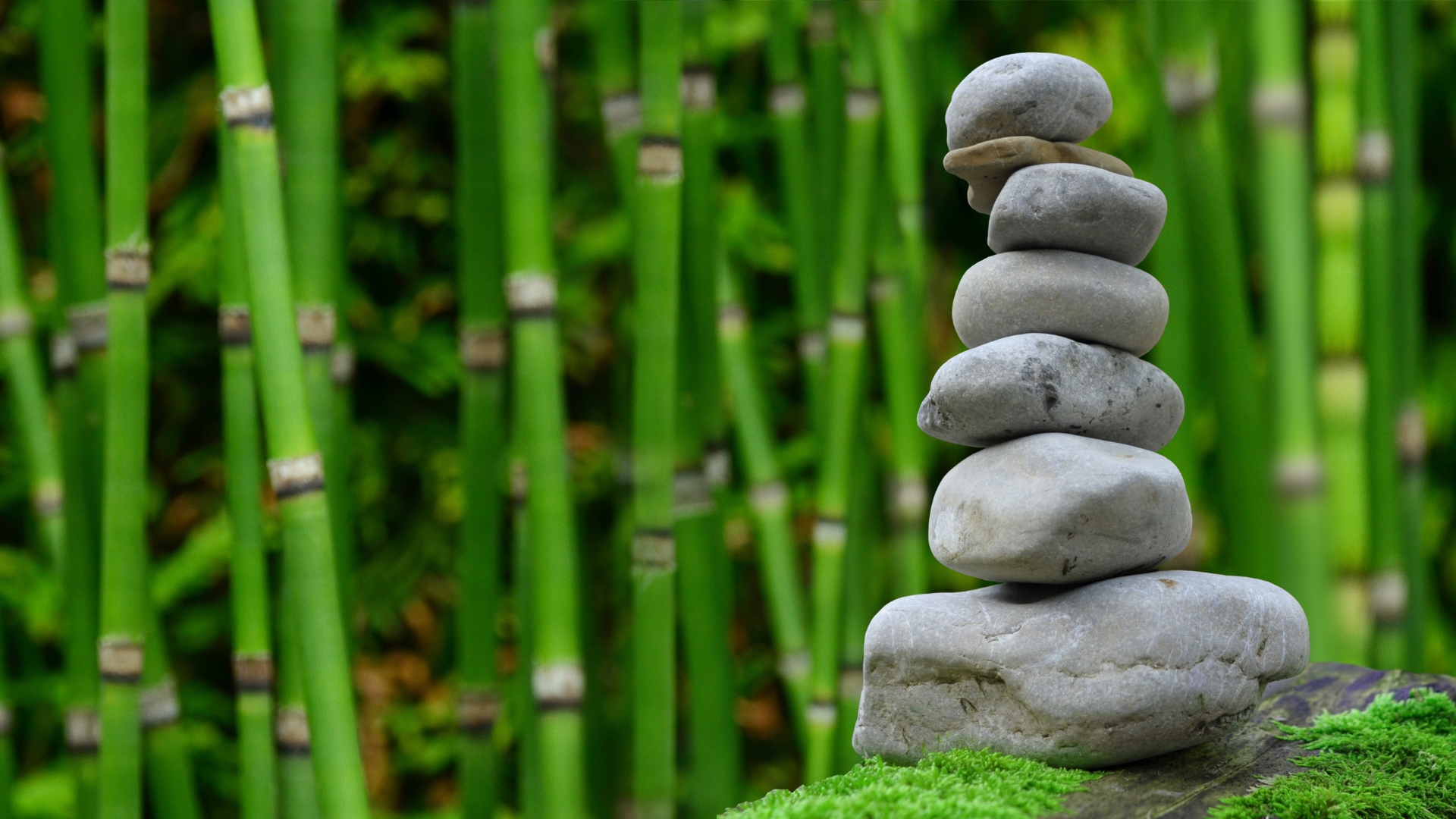 4 plantas para atrair abundância para a sua casa através do Feng Shui