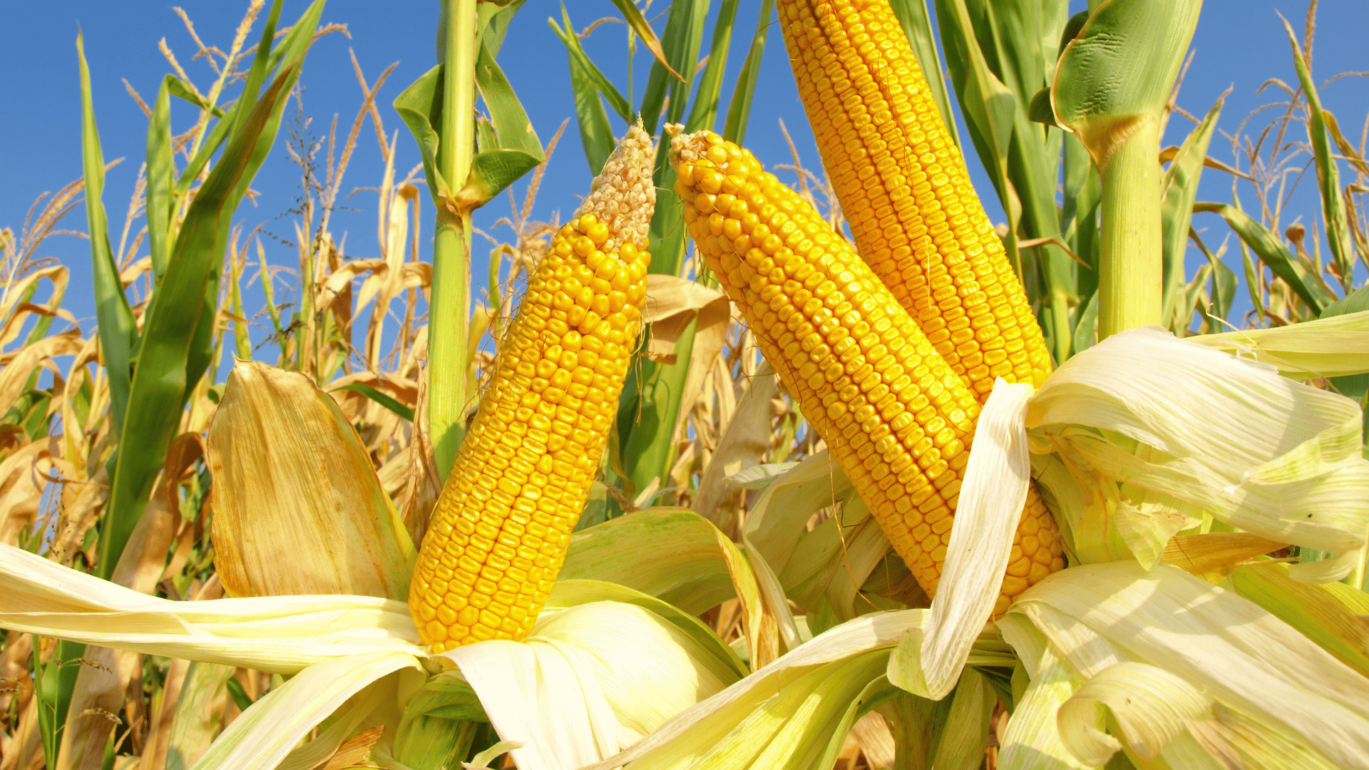 Possibilidade de extinção do milho