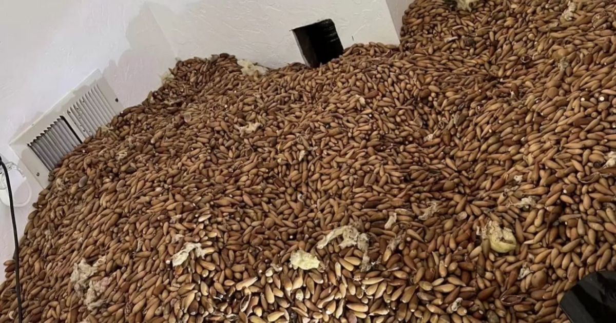 Buraco na parede revela uma imagem chocante do esconderijo de um passarinho