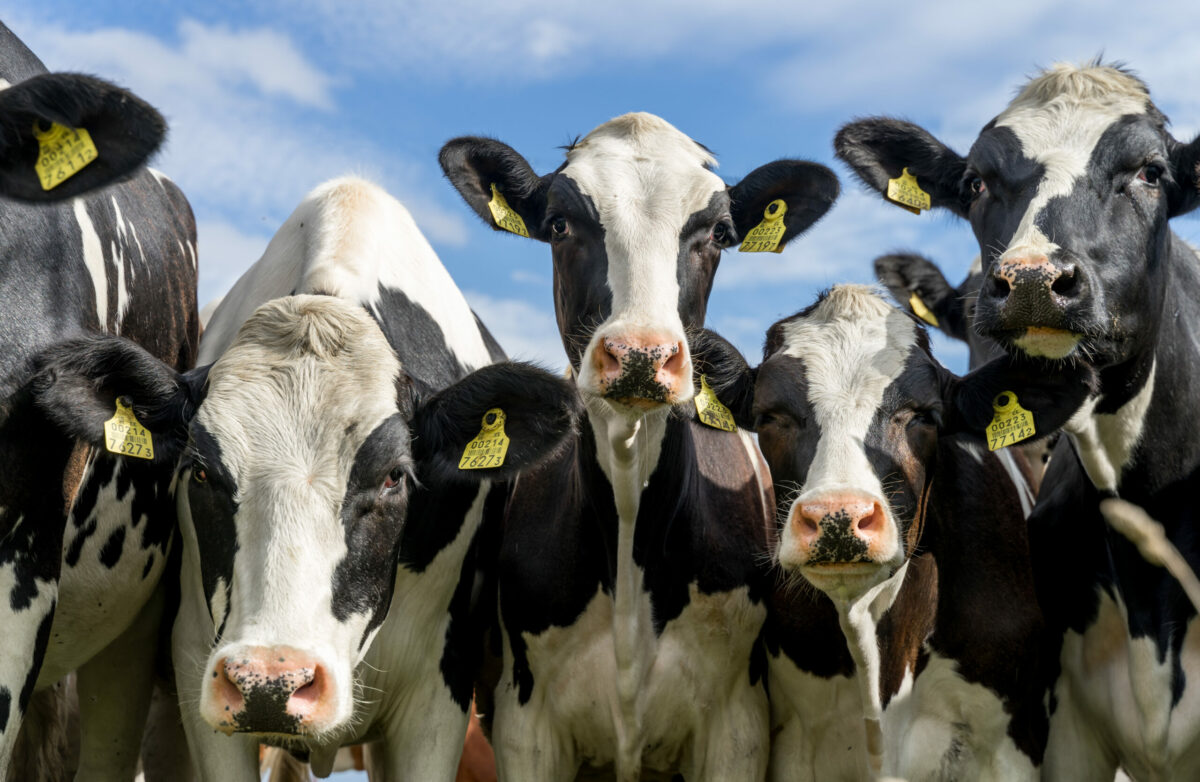 ‘Vaca louca’ no Pará: exportação de carne bovina à China é suspensa