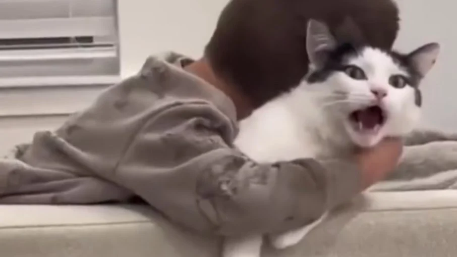 Gatinho faz expressão de desespero ao ser abraçado por criança