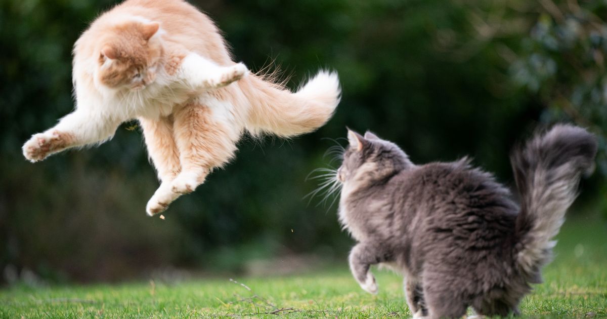 Como saber se dois gatos estão brincando ou brigando?