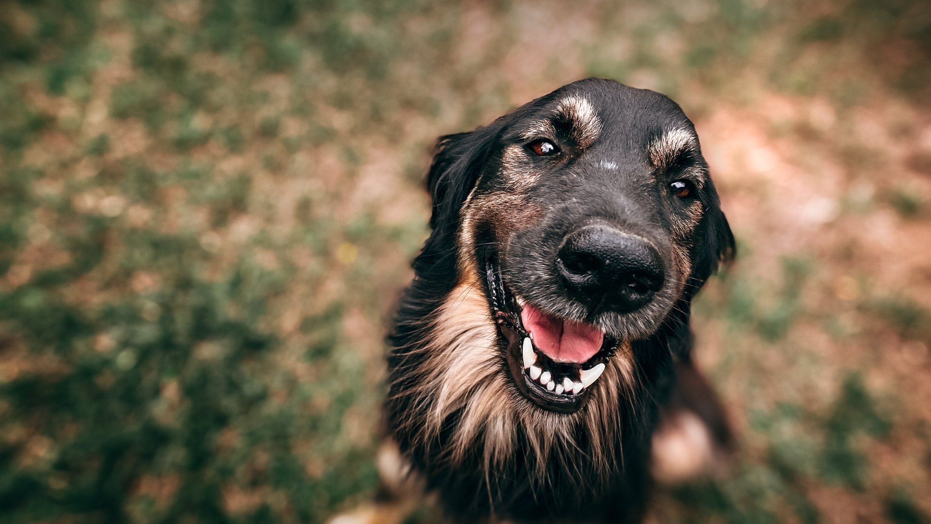 Quer saber quanto tempo seu cão vai viver? Focinho pode dar uma boa pista