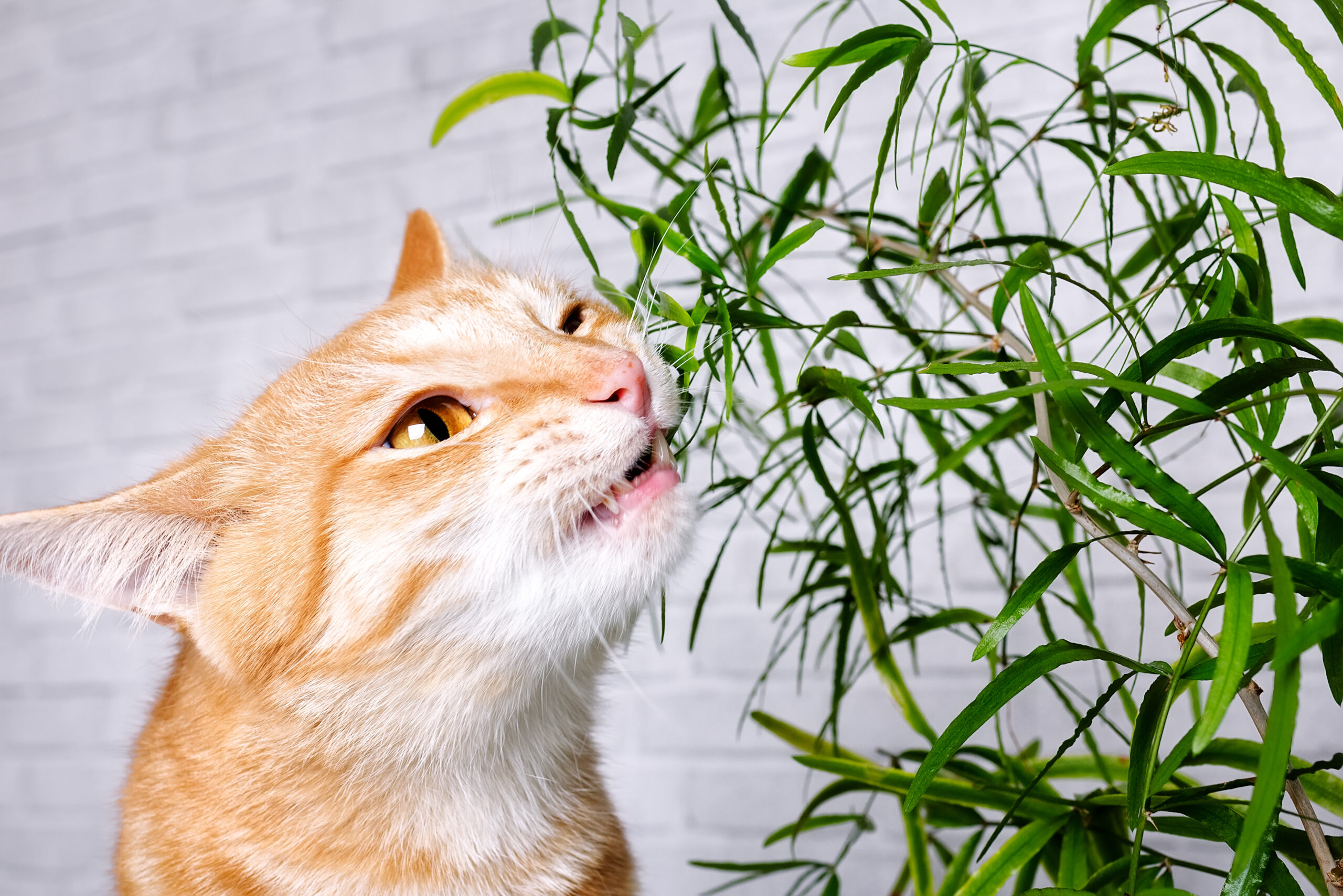 Catnip: saiba para que serve a 'erva do gato' e quais os seus efeitos