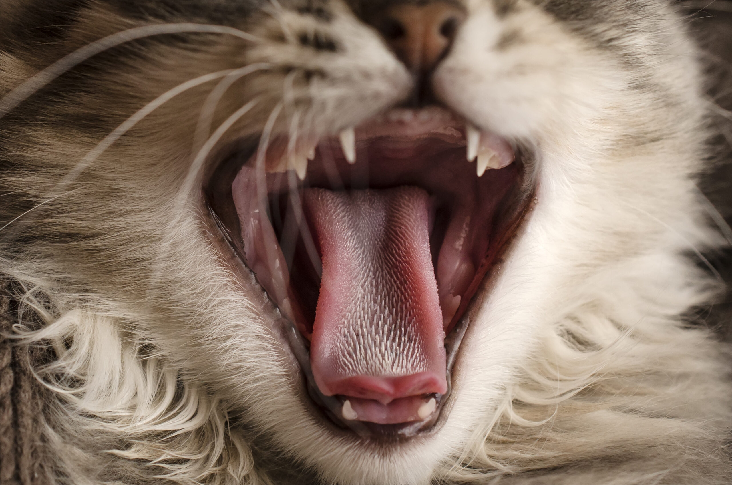 Afinal, por que a língua dos gatos se assemelha tanto com uma lixa?