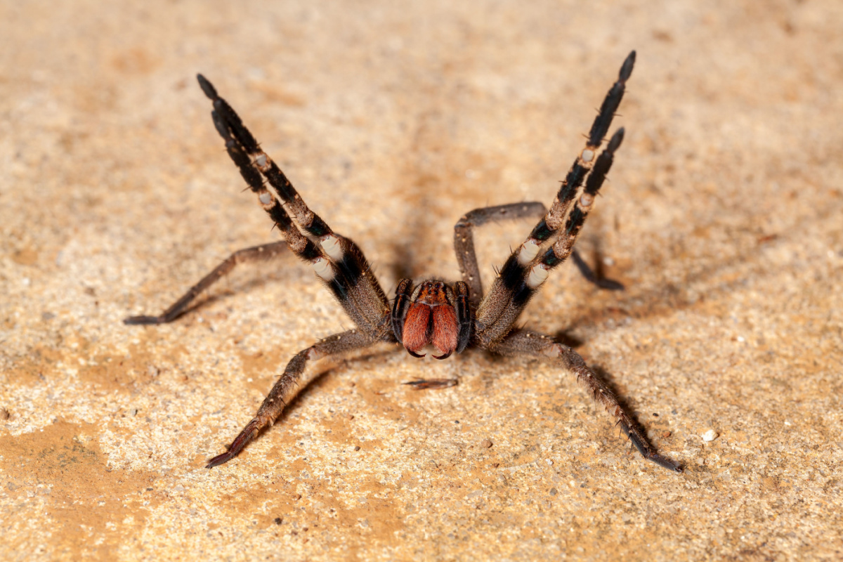 Aranha venenosa é encontrada em SC; o veneno é extremamente letal!