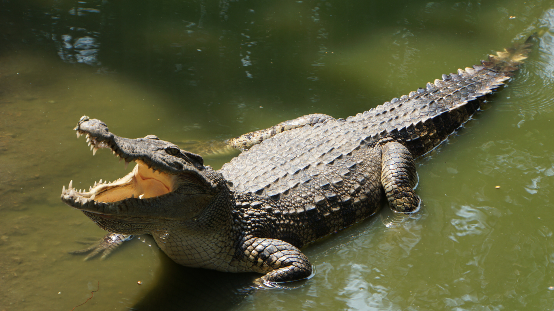Caça de crocodilo na Austrália