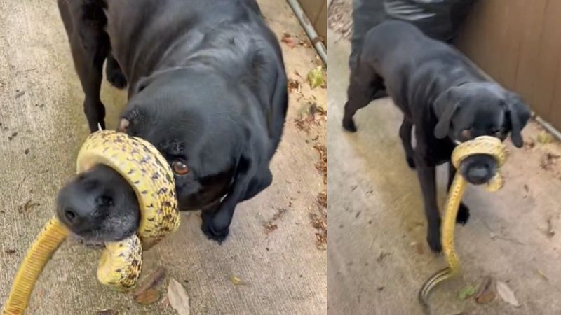 dog with snake