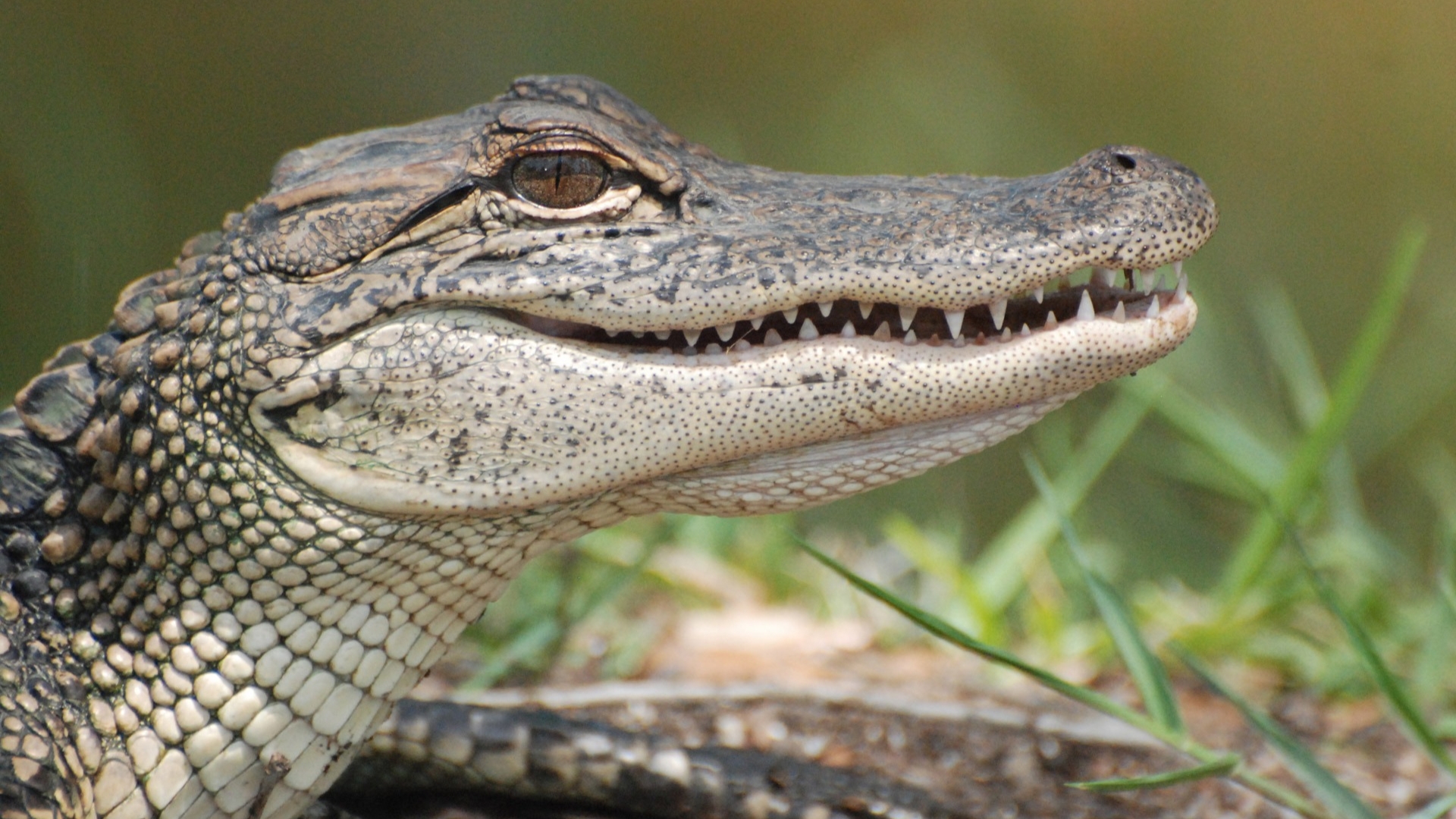Depois de 20 anos zoológico encontra fêmea de jacaré raptada