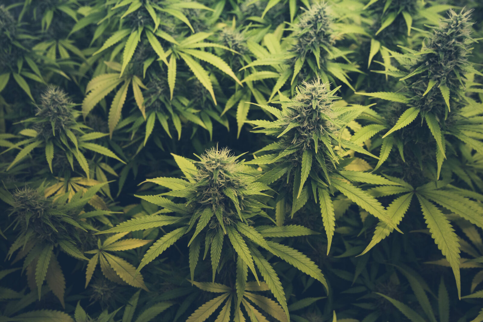 Em caso inédito, a plantação da cannabis será permitida em Sergipe