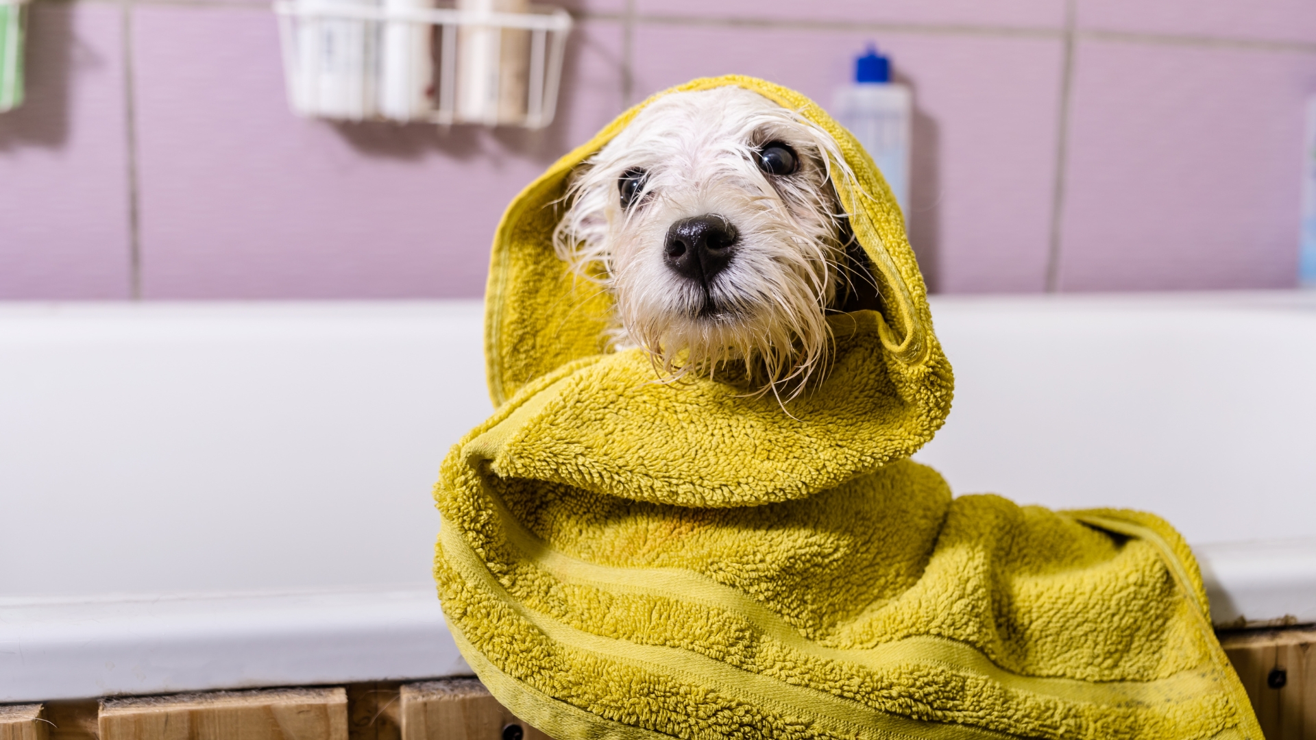 Mulher leva seu cão para pet shop e nunca mais pôde vê-lo com vida novamente
