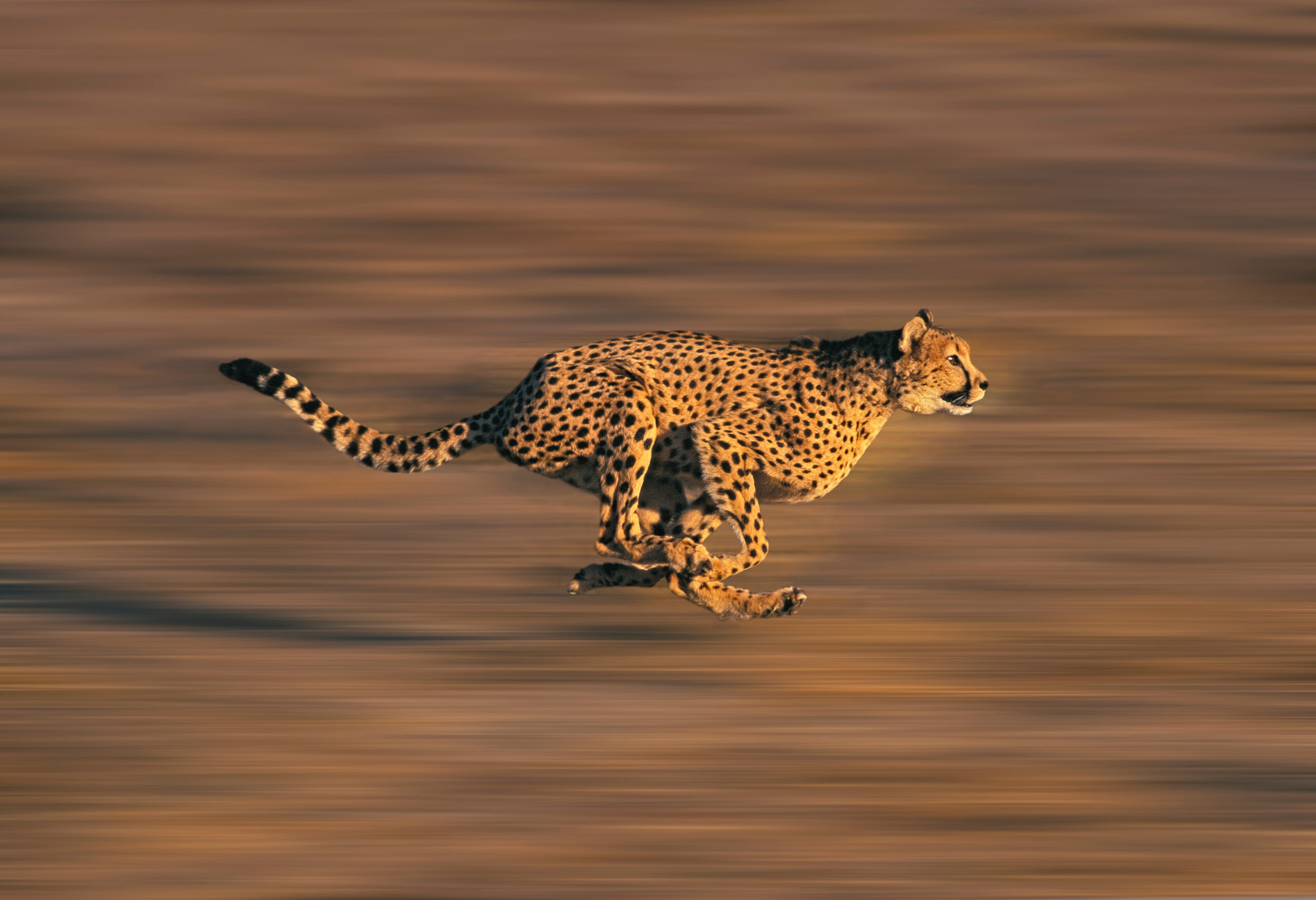 Há urgência na proteção da biodiversidade: guepardos asiáticos têm triste fim