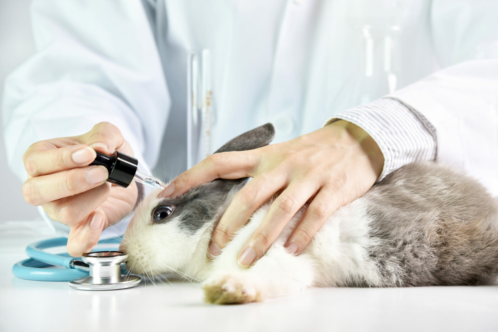Testes em animais vertebrados estão proibidos no Brasil