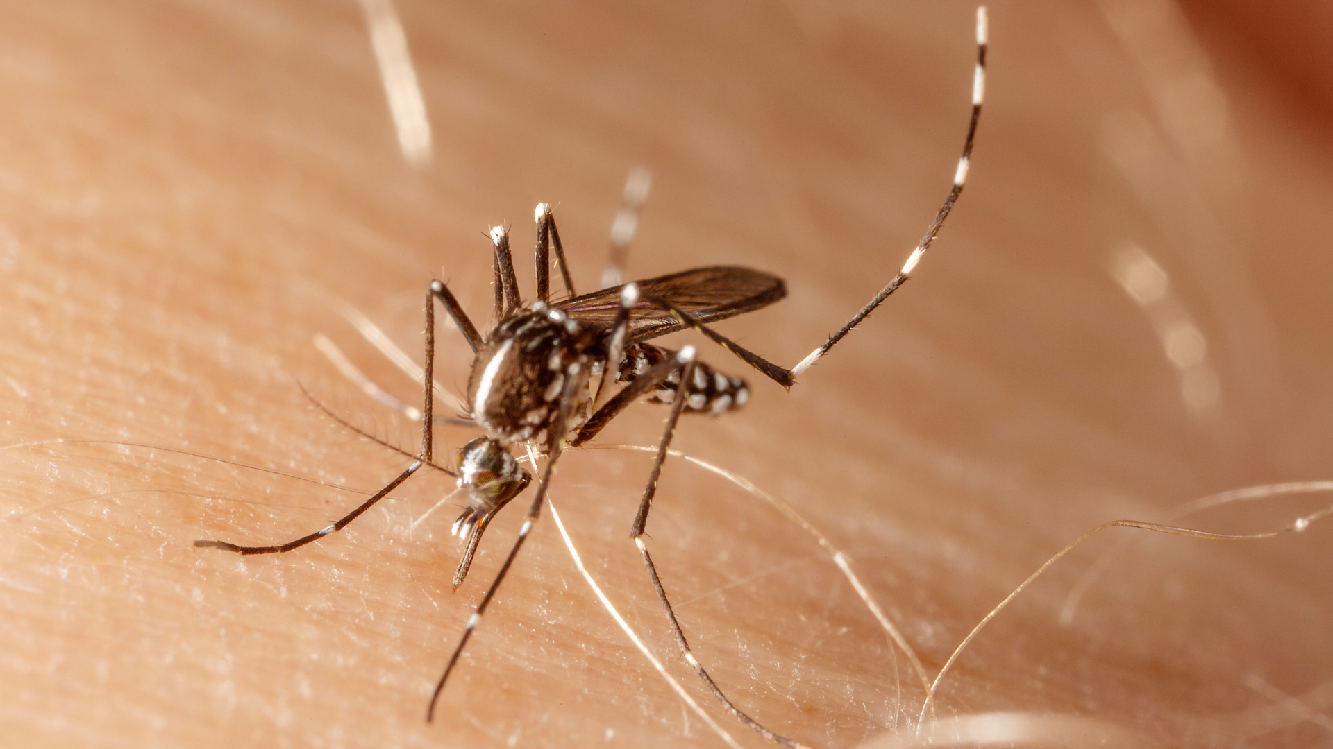 Indústria de pernilongos para combater o mosquito da dengue