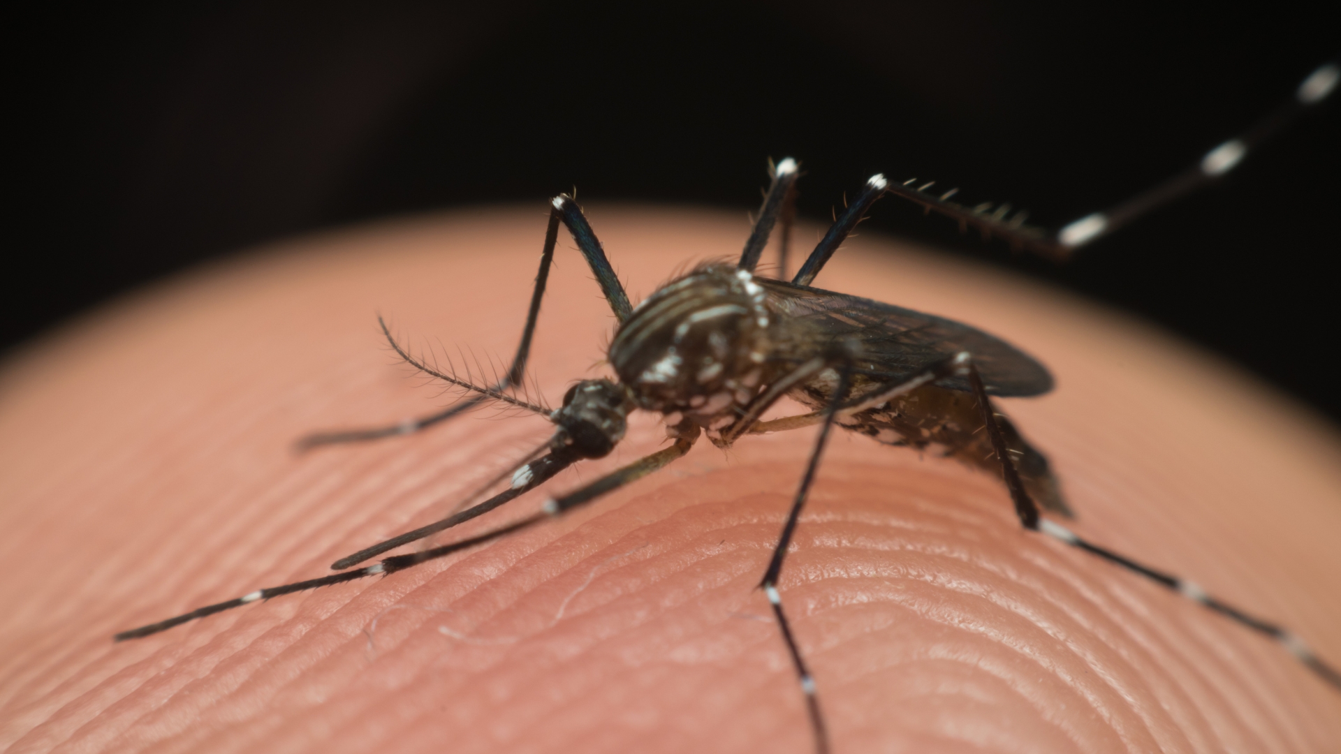 Check the list of 521 Brazilian cities that will receive the dengue vaccine