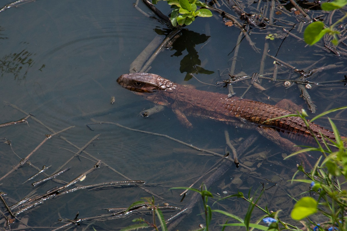Víbora-Do-Pantanal em habitat natural
