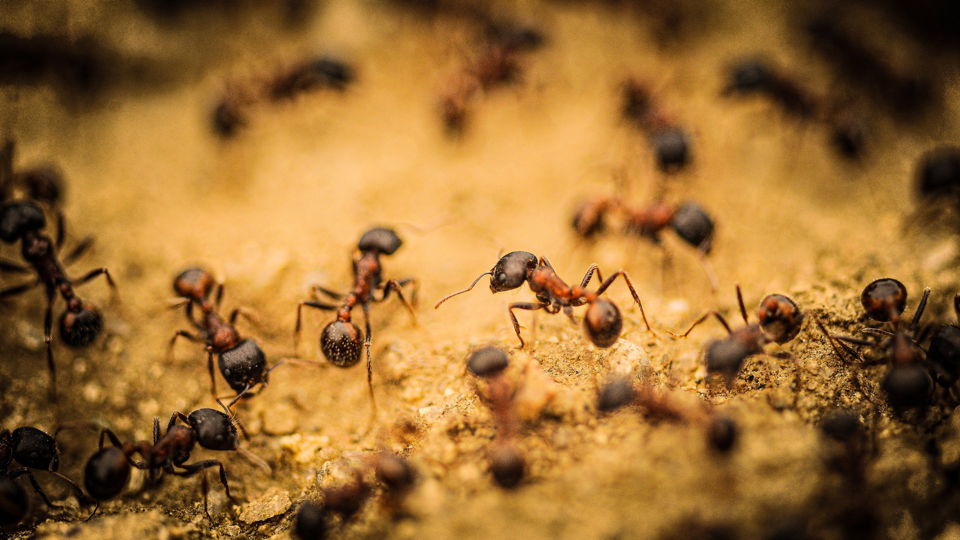 Se livrar das formigas.