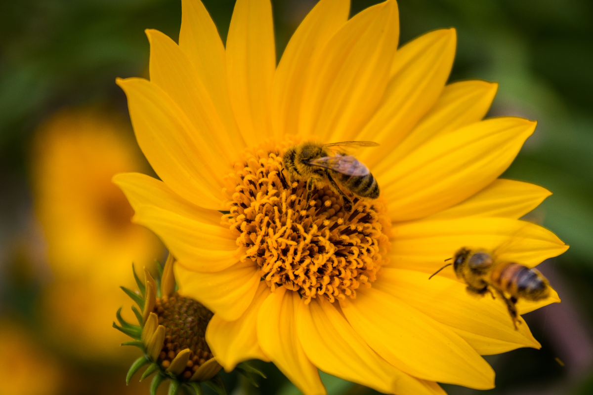 Atrair abelhas